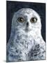 Snowy Owl-Jamin Still-Mounted Giclee Print