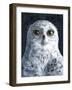 Snowy Owl-Jamin Still-Framed Giclee Print