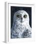 Snowy Owl-Jamin Still-Framed Giclee Print