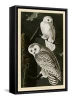 Snowy Owl-null-Framed Stretched Canvas
