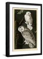 Snowy Owl-null-Framed Giclee Print