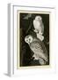 Snowy Owl-null-Framed Giclee Print