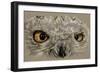 Snowy Owl-Barbara Keith-Framed Giclee Print