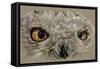 Snowy Owl-Barbara Keith-Framed Stretched Canvas