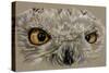 Snowy Owl-Barbara Keith-Stretched Canvas