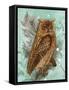 Snowy Owl-Tina Lavoie-Framed Stretched Canvas