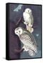 Snowy Owl-John James Audubon-Framed Stretched Canvas