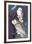 Snowy Owl-John James Audubon-Framed Art Print