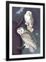 Snowy Owl-John James Audubon-Framed Art Print