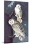 Snowy Owl-John James Audubon-Mounted Art Print