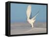 Snowy Owl-Tony Xu-Framed Stretched Canvas