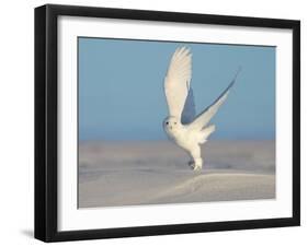 Snowy Owl-Tony Xu-Framed Photographic Print