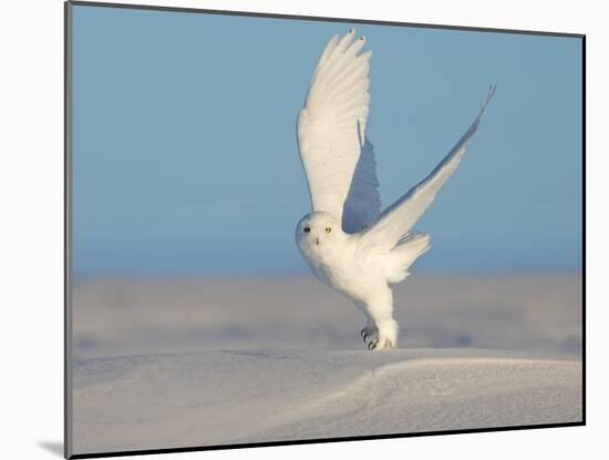 Snowy Owl-Tony Xu-Mounted Photographic Print