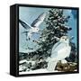 "Snowy Owls", September 14, 1957-D. Bleitz-Framed Stretched Canvas