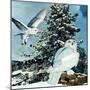 "Snowy Owls", September 14, 1957-D. Bleitz-Mounted Giclee Print