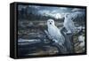 Snowy Owls-Jeff Tift-Framed Stretched Canvas