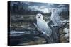 Snowy Owls-Jeff Tift-Stretched Canvas