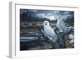 Snowy Owls-Jeff Tift-Framed Giclee Print