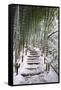 Snowy path in bamboo forest, Kodai-ji temple, Kyoto, Japan, Asia-Damien Douxchamps-Framed Stretched Canvas