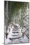 Snowy path in bamboo forest, Kodai-ji temple, Kyoto, Japan, Asia-Damien Douxchamps-Mounted Photographic Print