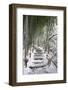 Snowy path in bamboo forest, Kodai-ji temple, Kyoto, Japan, Asia-Damien Douxchamps-Framed Photographic Print