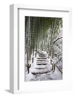 Snowy path in bamboo forest, Kodai-ji temple, Kyoto, Japan, Asia-Damien Douxchamps-Framed Photographic Print