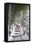 Snowy path in bamboo forest, Kodai-ji temple, Kyoto, Japan, Asia-Damien Douxchamps-Framed Stretched Canvas