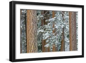 Snowy Pine Forest 2-Don Paulson-Framed Giclee Print