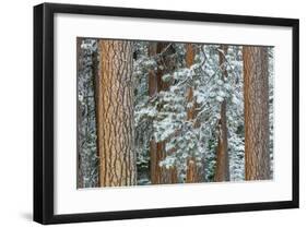 Snowy Pine Forest 2-Don Paulson-Framed Giclee Print