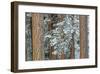 Snowy Pine Forest 2-Don Paulson-Framed Giclee Print