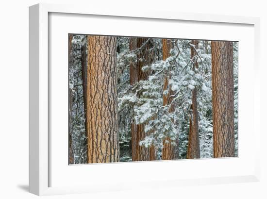 Snowy Pine Forest 2-Don Paulson-Framed Giclee Print