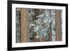 Snowy Pine Forest 2-Don Paulson-Framed Giclee Print