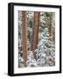 Snowy Pine Forest 2-Don Paulson-Framed Giclee Print