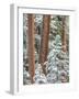 Snowy Pine Forest 2-Don Paulson-Framed Giclee Print