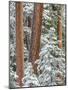 Snowy Pine Forest 2-Don Paulson-Mounted Giclee Print