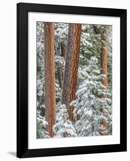 Snowy Pine Forest 2-Don Paulson-Framed Giclee Print