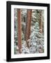 Snowy Pine Forest 2-Don Paulson-Framed Giclee Print