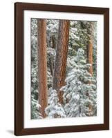 Snowy Pine Forest 2-Don Paulson-Framed Giclee Print