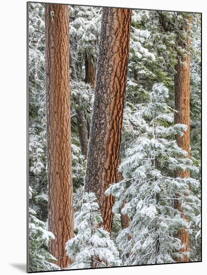 Snowy Pine Forest 2-Don Paulson-Mounted Giclee Print