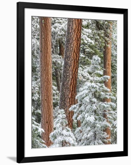 Snowy Pine Forest 2-Don Paulson-Framed Giclee Print