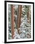 Snowy Pine Forest 2-Don Paulson-Framed Giclee Print