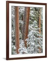 Snowy Pine Forest 2-Don Paulson-Framed Giclee Print