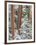 Snowy Pine Forest 2-Don Paulson-Framed Giclee Print