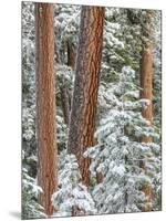 Snowy Pine Forest 2-Don Paulson-Mounted Giclee Print