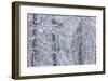 Snowy Pine Forest 3-Don Paulson-Framed Giclee Print