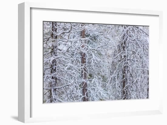 Snowy Pine Forest 3-Don Paulson-Framed Giclee Print