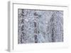 Snowy Pine Forest 3-Don Paulson-Framed Giclee Print