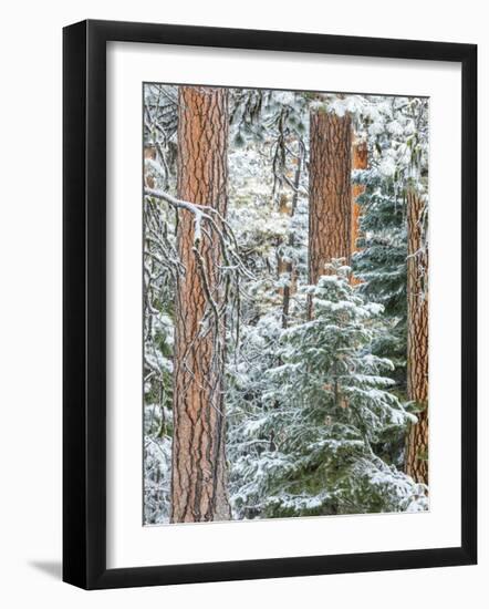 Snowy Pine Forest 3-Don Paulson-Framed Giclee Print