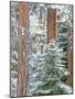 Snowy Pine Forest 3-Don Paulson-Mounted Giclee Print