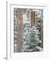 Snowy Pine Forest 3-Don Paulson-Framed Giclee Print